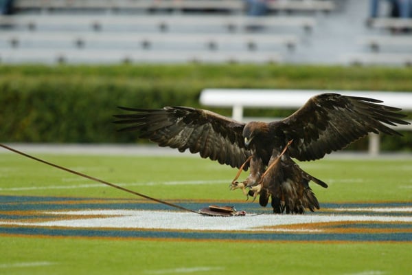 Our Favorite Things To Do In Auburn