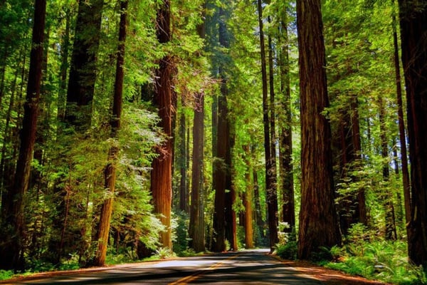 Our Favorite Things To Do In California 