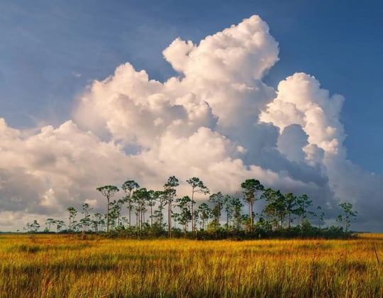 Marketing in the Sunshine State