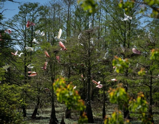 Marketing in Lake Charles, Louisiana