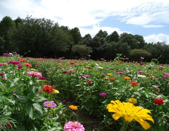 Marketing in the Pelican State