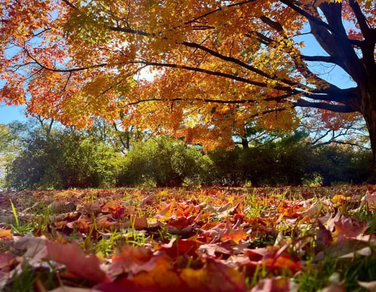 Marketing in Madison, Wisconsin