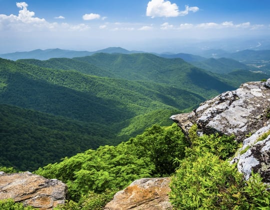 Marketing in the Tar Heel State