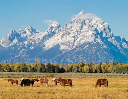 Marketing in the Wyoming State