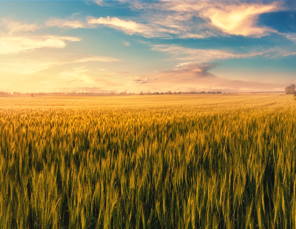 Indianapolis Marketing Agency