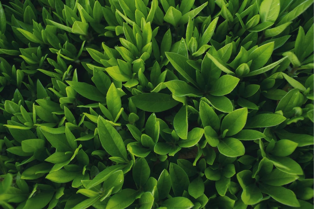 HUBSPOT BREEZE AI