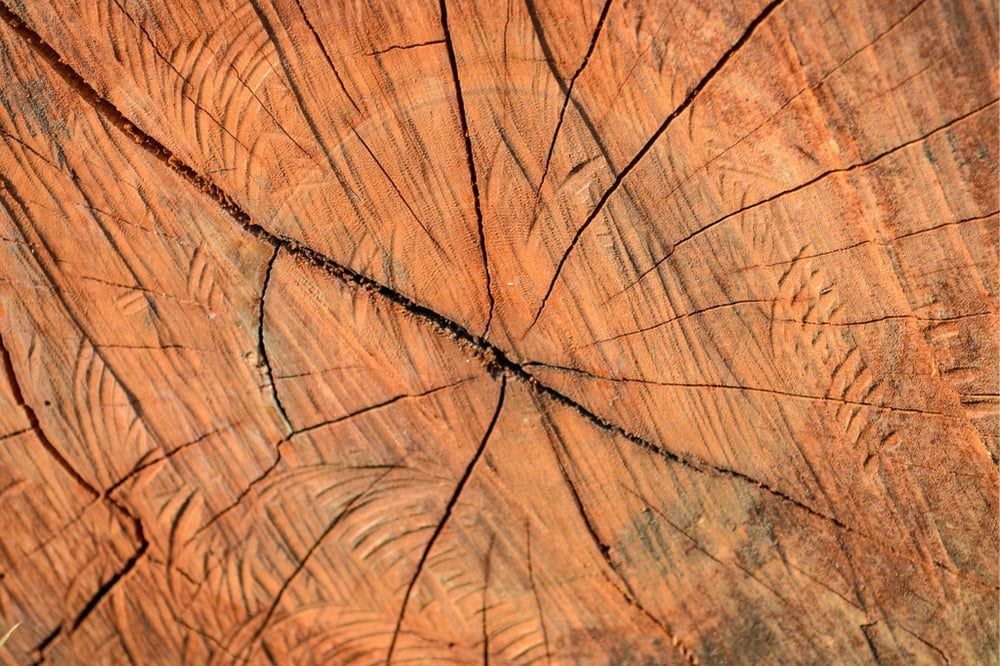 tree trunk close up