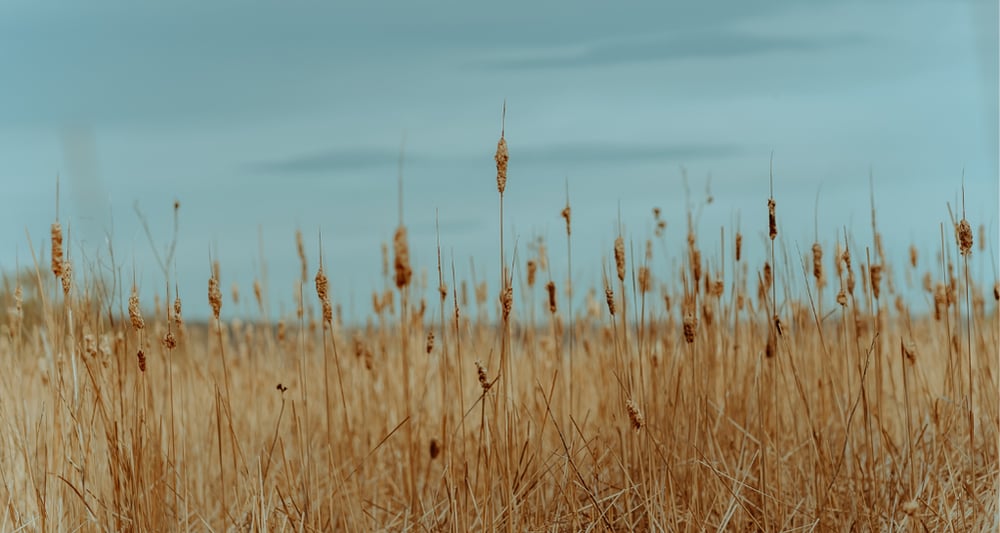 HUBSPOT SURVEYS